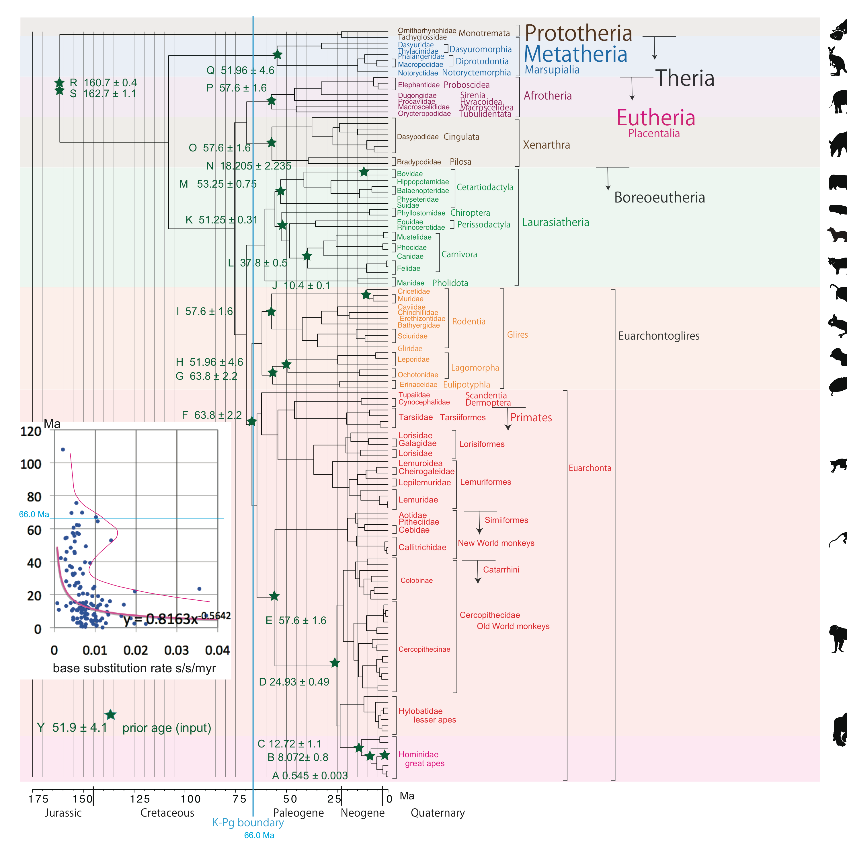 Timetree Evolution BEAST v1.X tutorial: Mammalian timetree, published on Jan 13, 2021