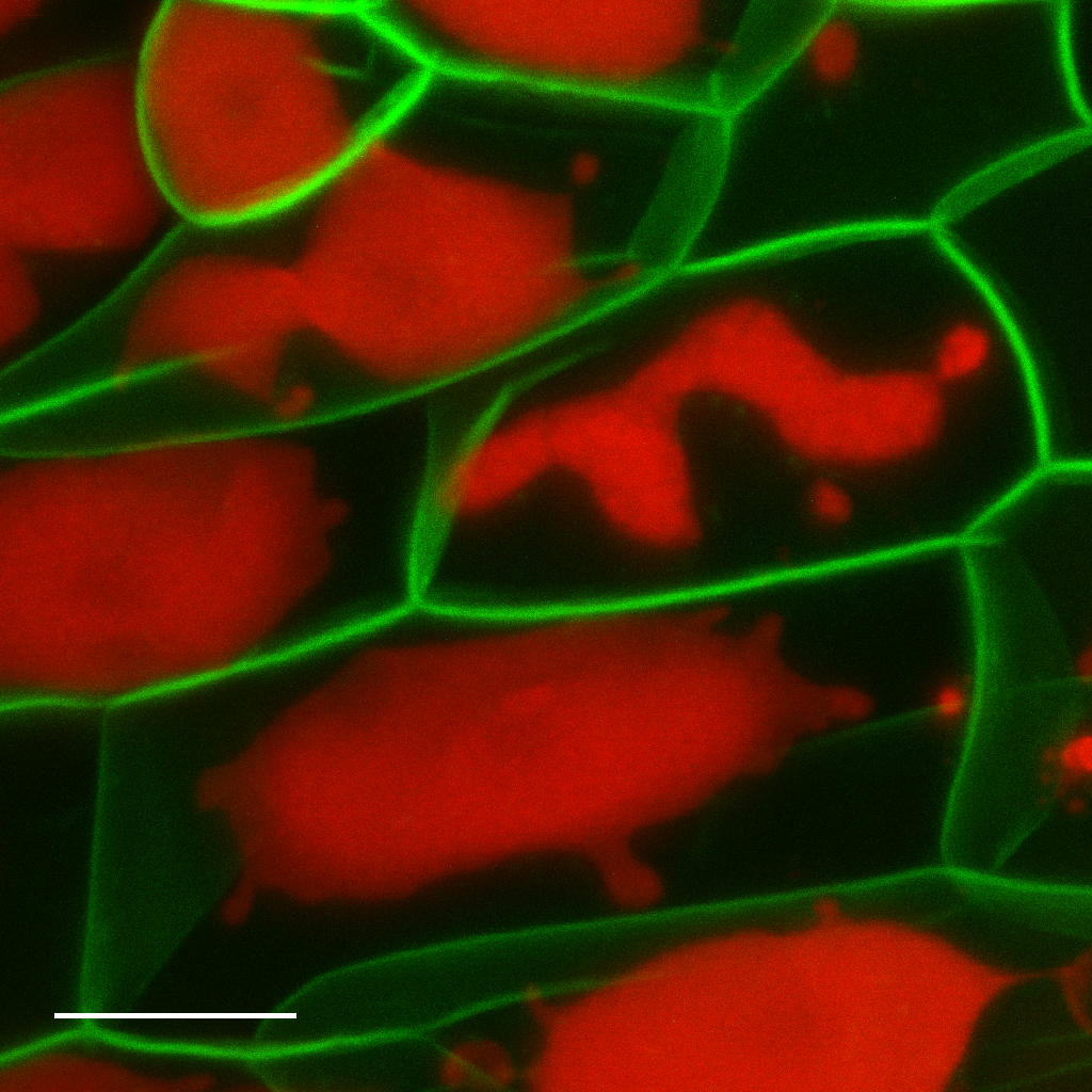 Icon representing the file Anthoceros agrestis  (hornwort) transformation v01