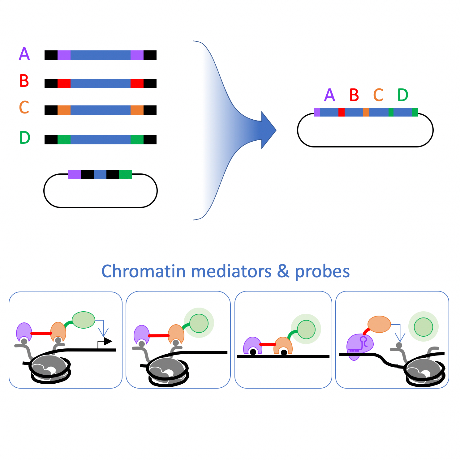 Icon representing the file Rapid Single-Pot Assembly of Modular Chromatin Proteins for Epigenetic Engineering
