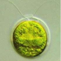 Phosphate solution