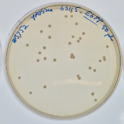 Pichia (K phaffii) transformation