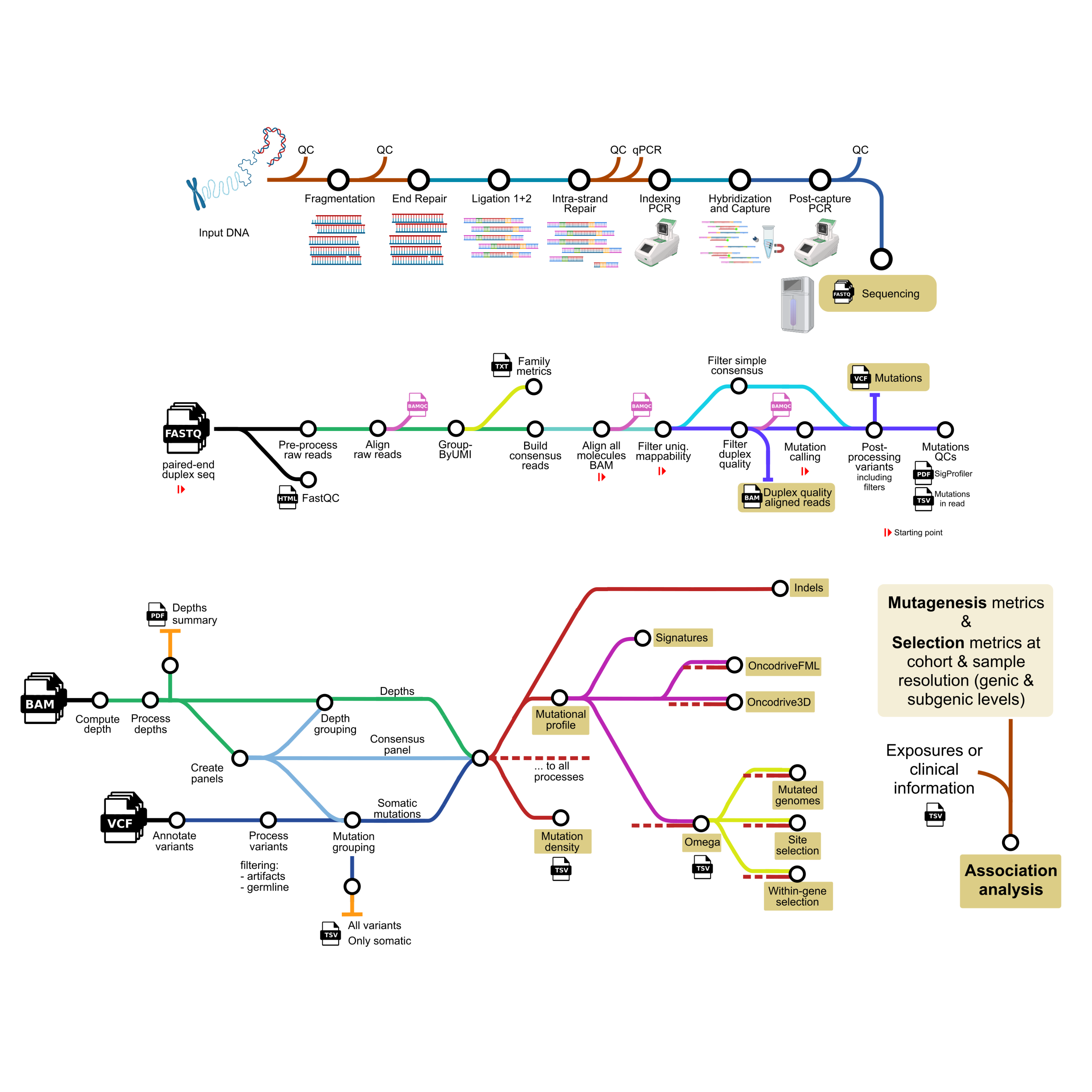 DeepClone, an end-to-end protocol to study somatic mutagenesis and selection at high resolution
