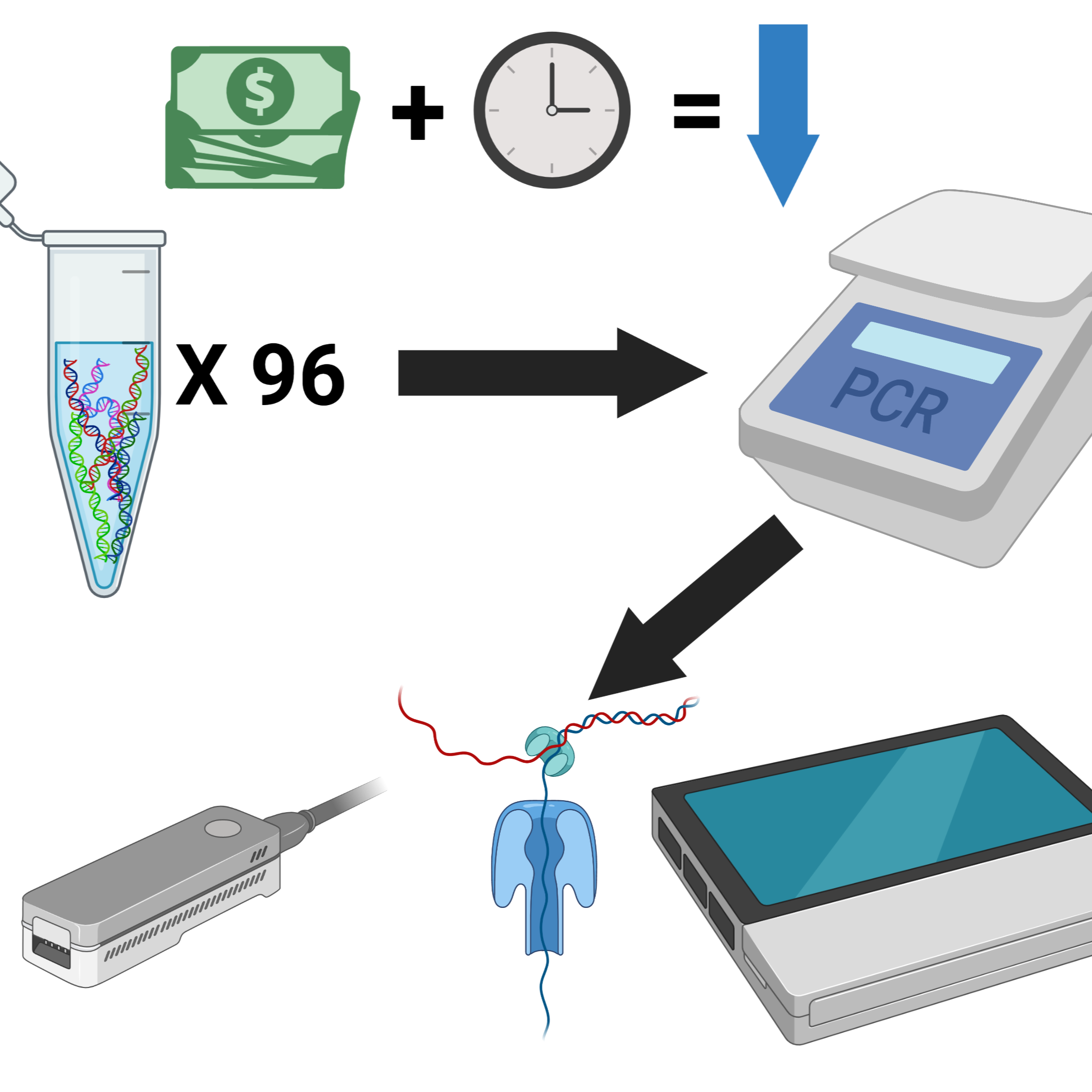A streamlined protocol for high-throughput amplification-based analysis of DNA samples via nanopore sequencing (based on the 96-well PCR barcoding kit)