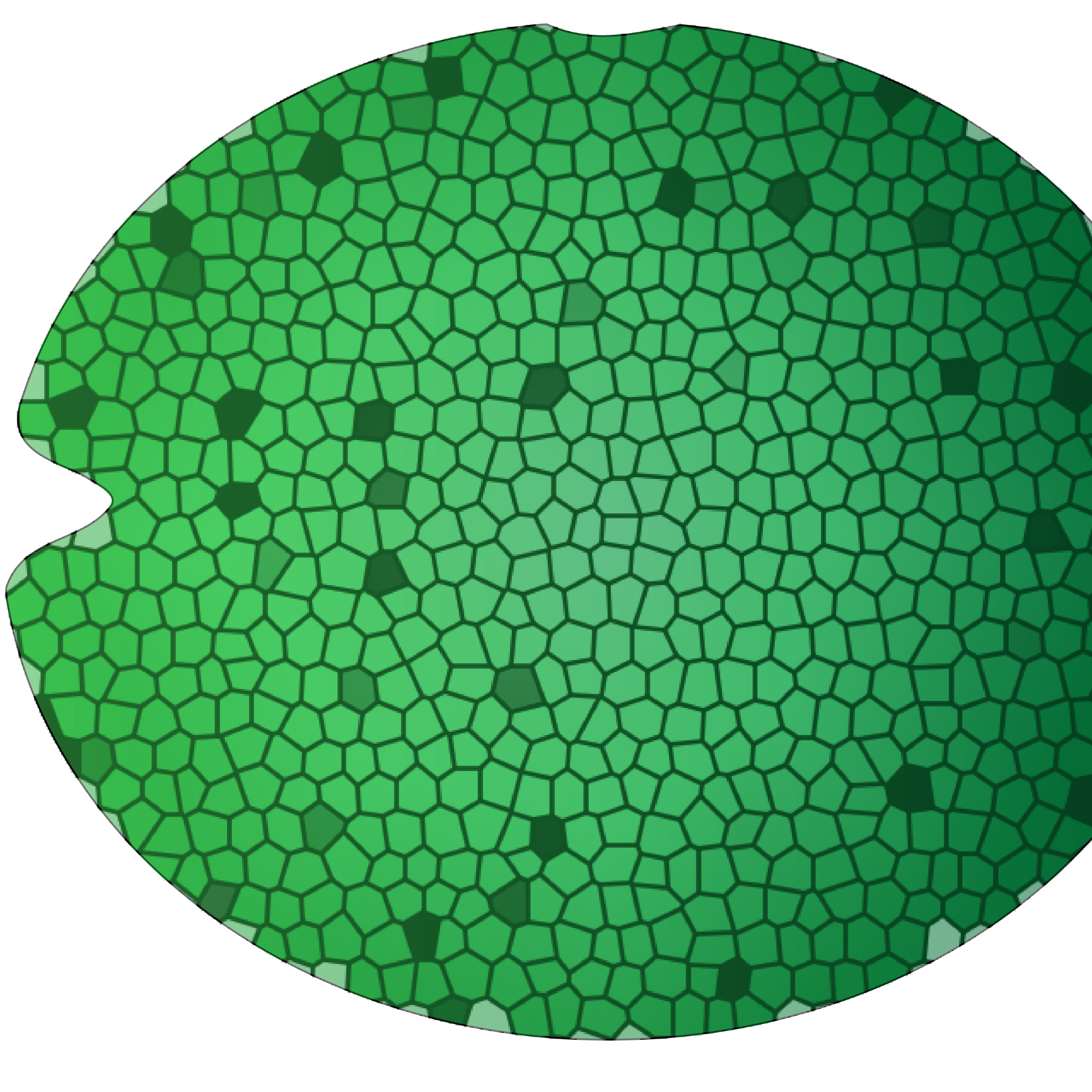 Generation of multiplex tRNA-gRNA constructs for Marchantia polymorpha CRISPR
