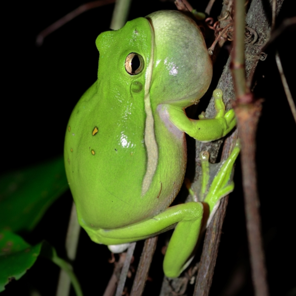 Protocols from: Evolutionary analyses of visual opsin genes in frogs and toads: diversity, duplication, and positive selection