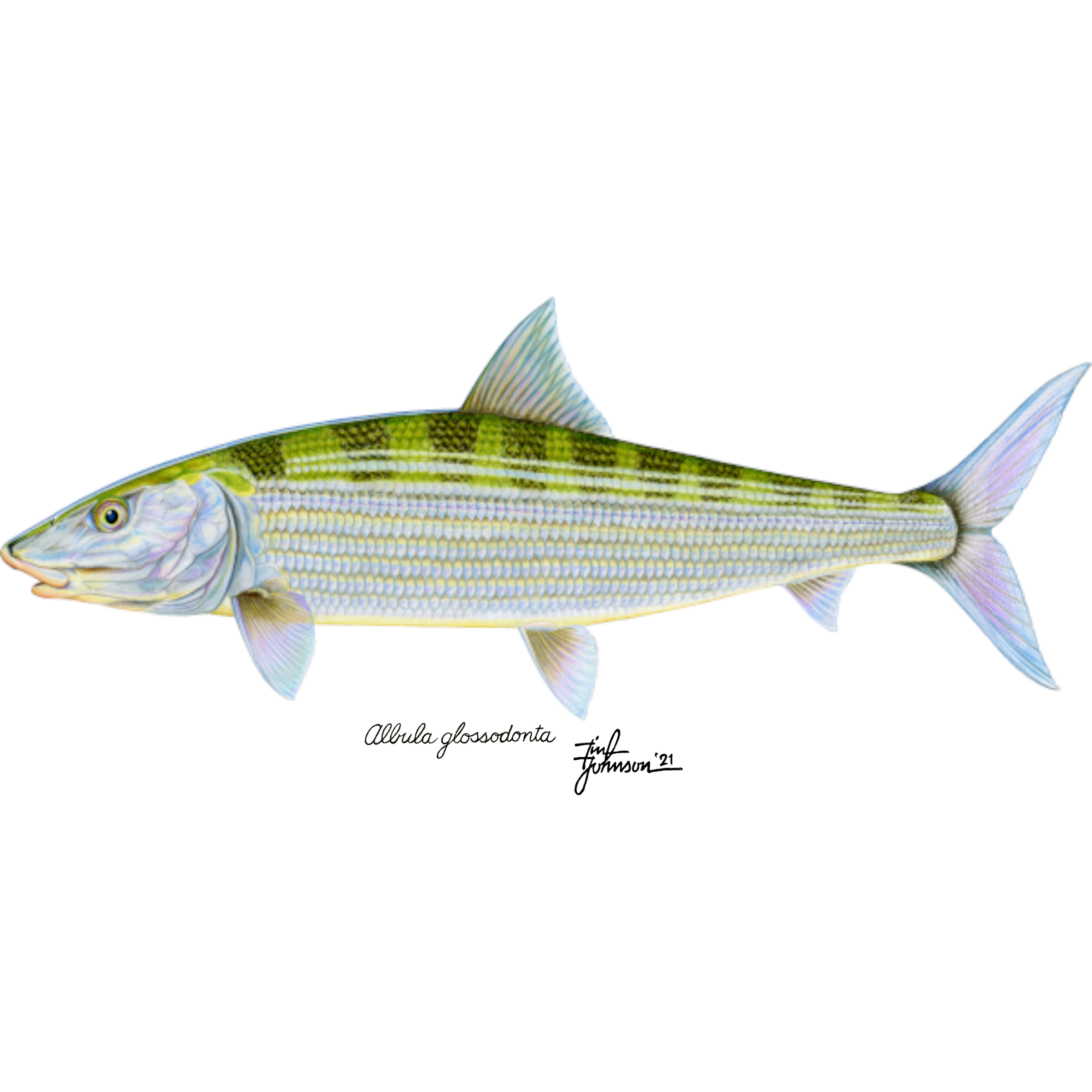 Annotation of the Albula glossodona Genome using MAKER