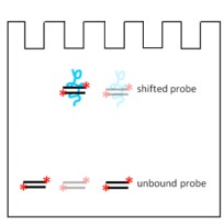 Electrophoretic Mobility Shift Assay (EMSA) Using IRDye® Oligonucleotides