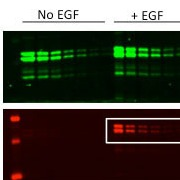 Near-Infrared (NIR) Western Blot Detection (nitrocellulose membrane)