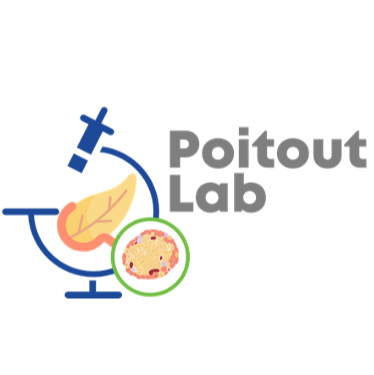 Preparation of BSA complexed free fatty acids for in vitro studies