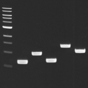 Yeast Colony PCR: It doesn't get any easier than this!