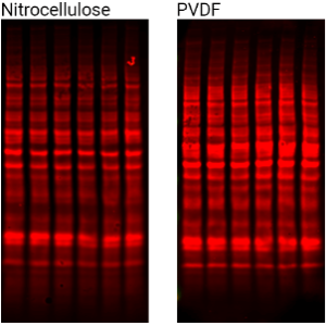 REVERT™ Total Protein Stain Normalization Protocol V.1