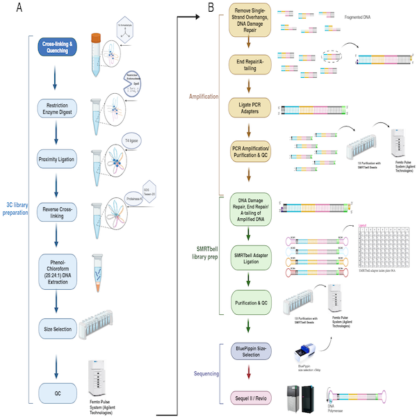 CiFi: 3C Library Preparation for PacBio HiFi Sequencing