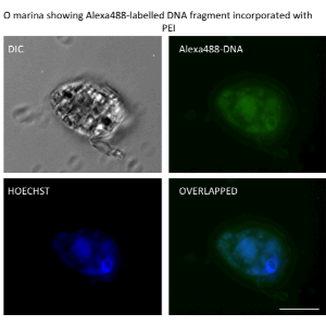 Transfection of  Alexa488-labelled DNA into Oxyrrhis marina with polyethylenimine (PEI)