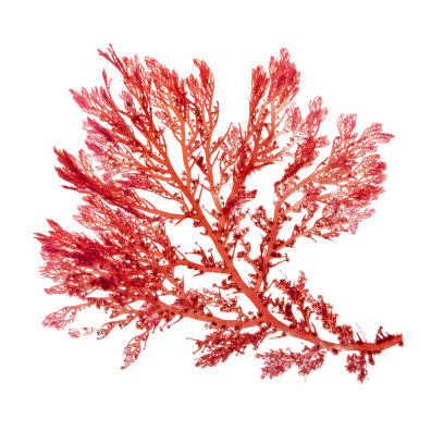 HMW DNA extraction from red algae  for Long Read Sequencing 