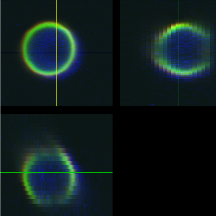 Ensuring accurate co-registration measurement for quality control of Single Point Confocal Laser Scanning Microscopes - V1