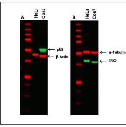Western Blot Detection