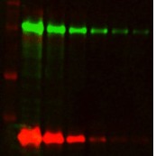 In-Gel Western Detection Using Near-Infrared Fluorescence