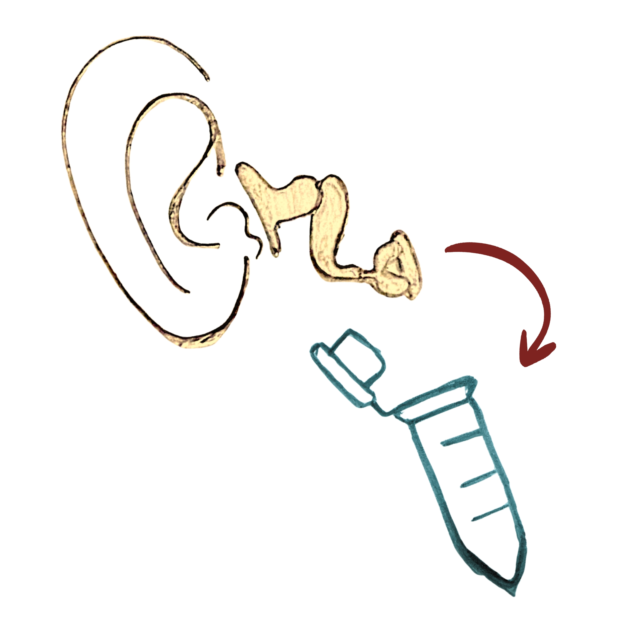 Protocol for the extraction of human auditory ossicles in bioarchaeology