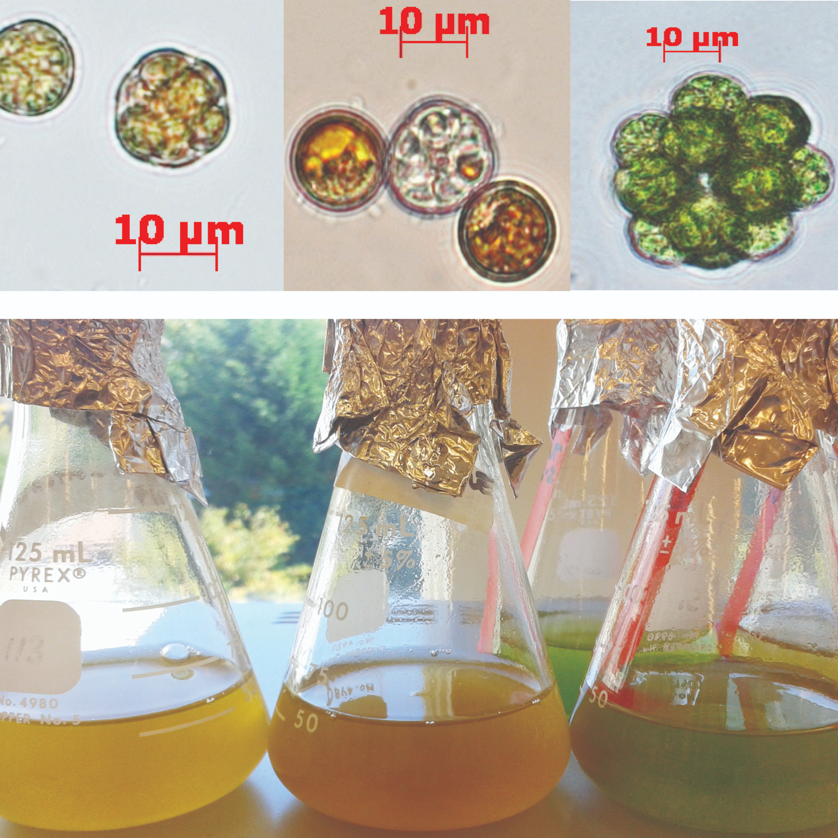 DNA quantification, Purity and Integrity