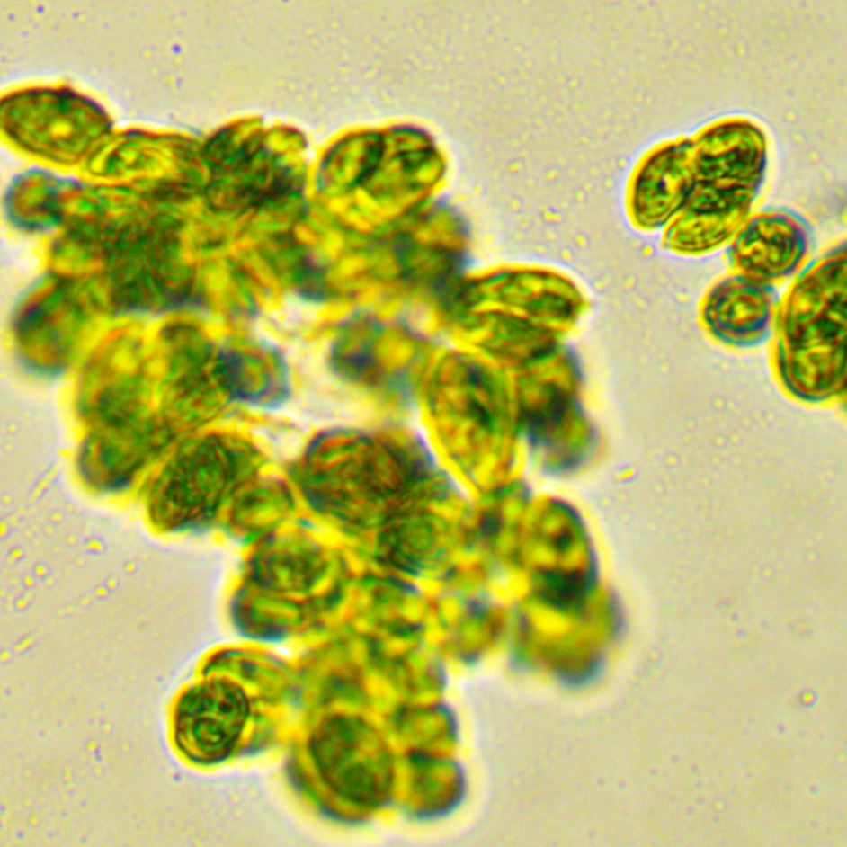 Barcoding protocol for microalgae