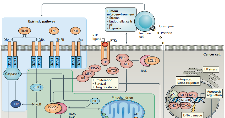 New Cell Death Solutions to Facilitate Research