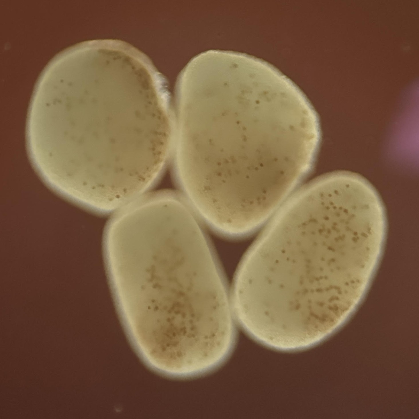 Isolating Symbionts from Vertically Transmitted Corals (Montipora capitata)