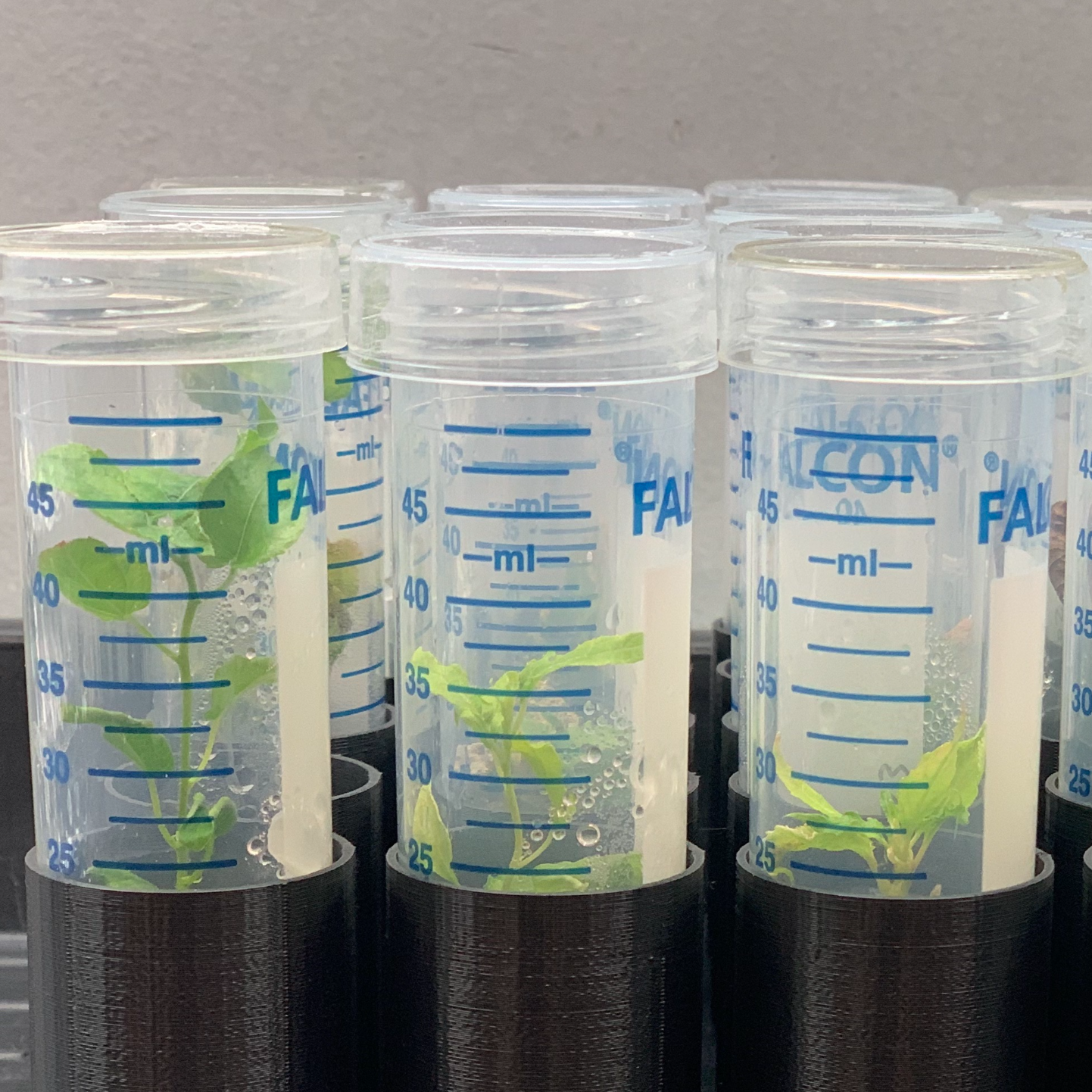 Populus Microcuttings