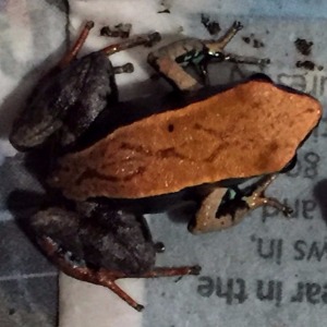 Copro-diagnostic molecular method for detection and identification of herpetofauna infecting nematodes