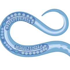 Bleach/Sync Large Scale Culture Plates (LSCP)