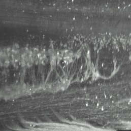 Immunolabelling and clearing of intact, fixed rat spinal cord for visualization of motor nuclei