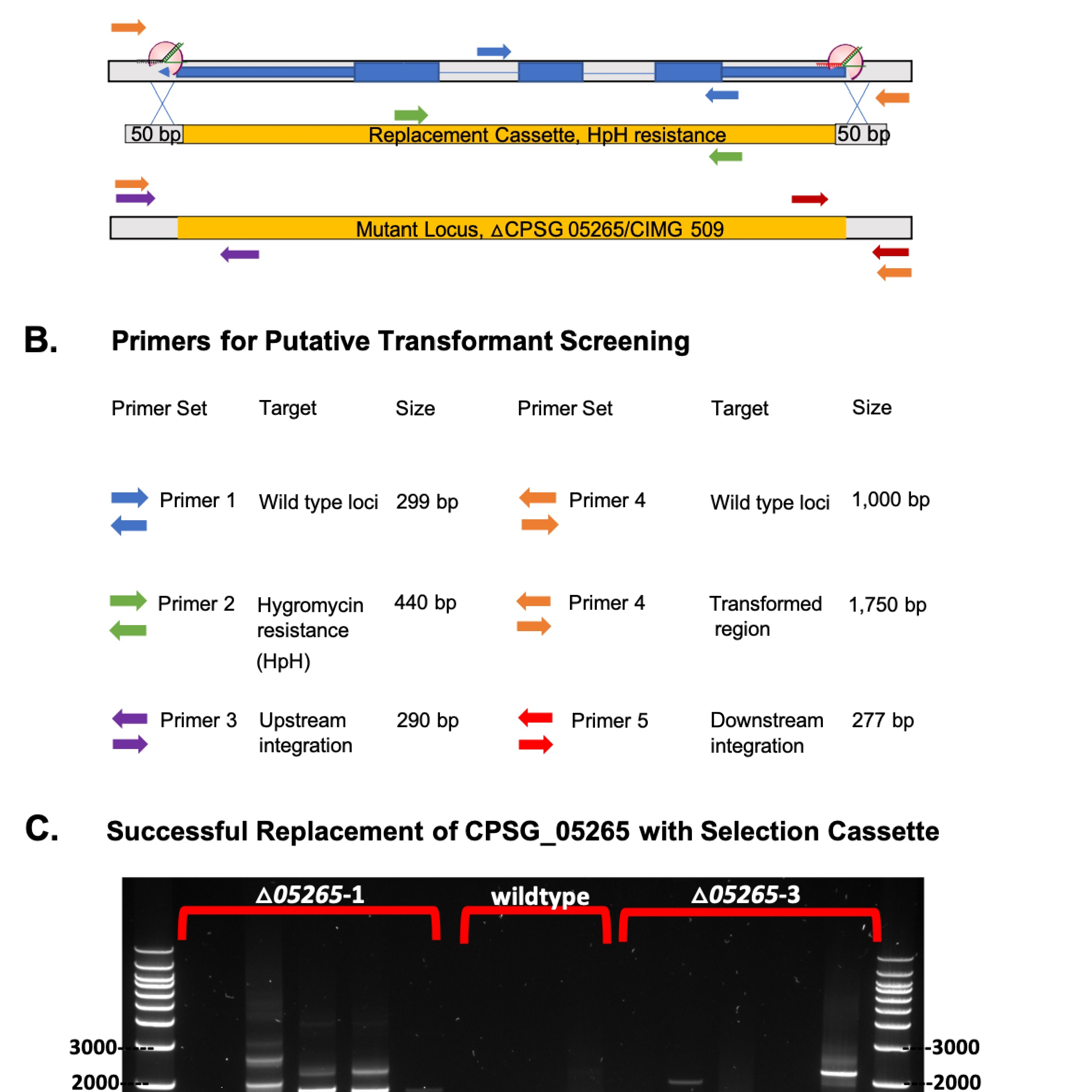 CRISPR/Cas9 in vitro assembled gene deletion protocol for Coccidioides posadasii