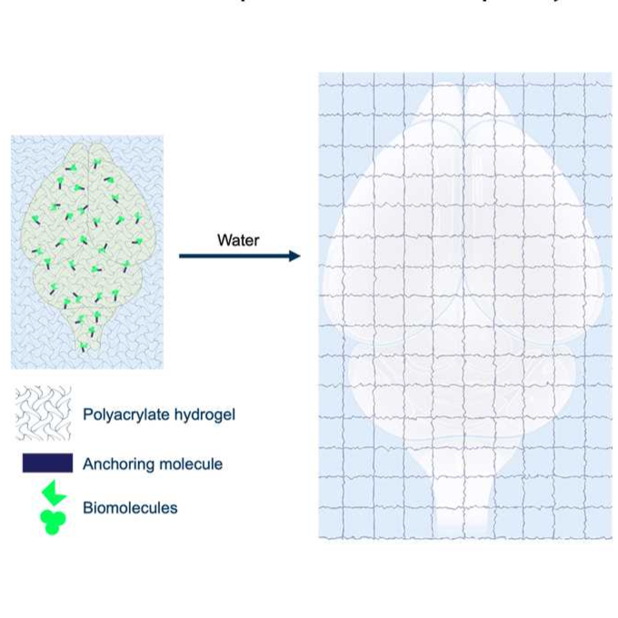 Whole Mouse Brain Gelation and Digestion
