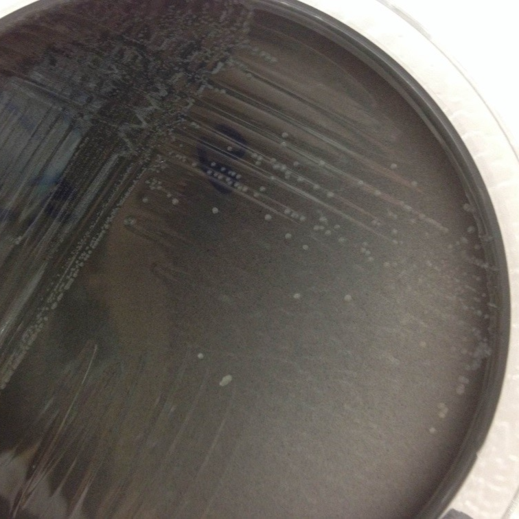 Extraction of DNA from canine feces for detection of Campylobacter jejuni using the MagMaxTM CORE Nucleic Acid Purification Kit on KingFisherTM Flex Instrument