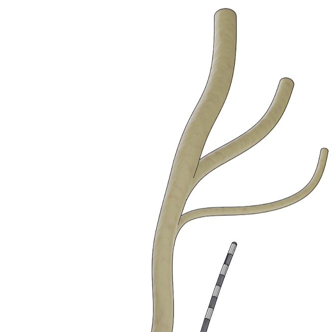 Pudendal Nerve Mapping in Humans