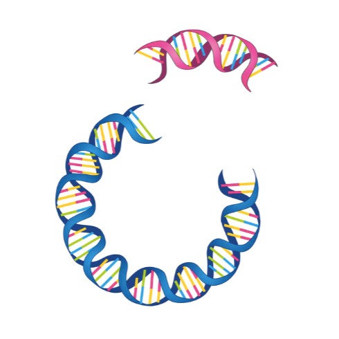 Transformation of Plasmid into Competent E. coli Cells (e.g., DH5α)