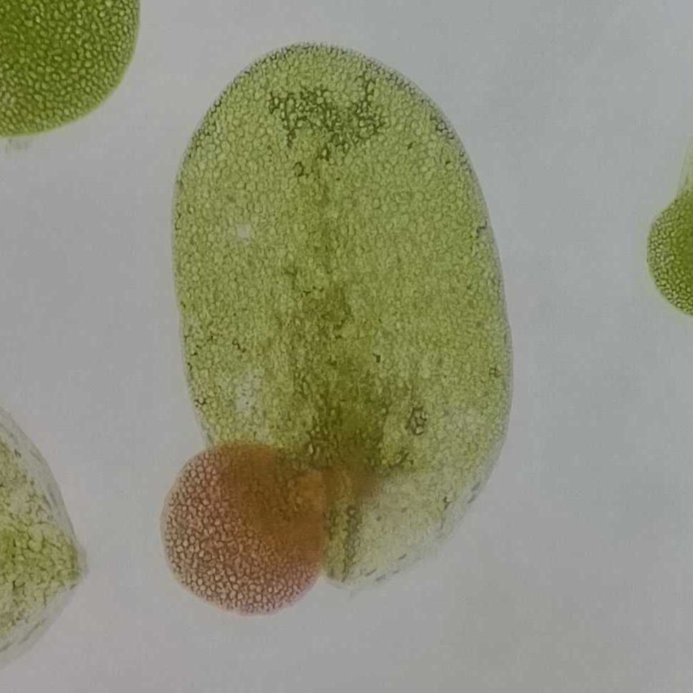 Agrobacterium-mediated duckweed transformation
