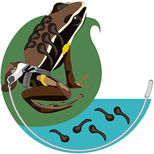 Tagging and tracking small frogs in dense environments