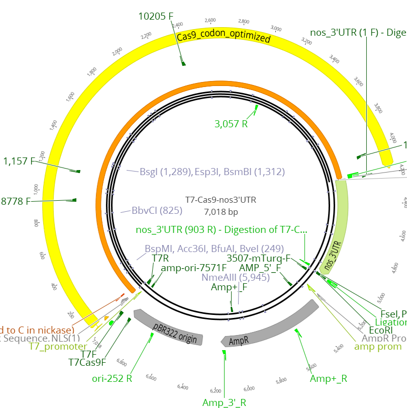 In-vitro Transcription of T7 Cas9 mRNA for Drosophila Embryo Injections