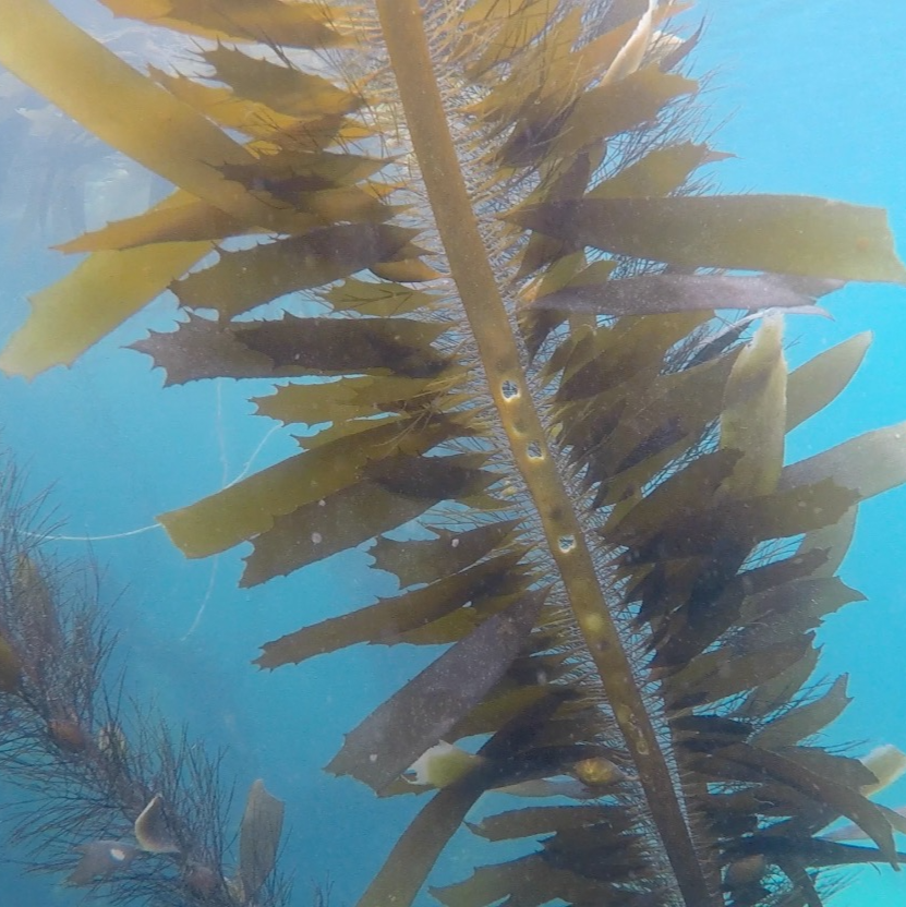 High molecular weight DNA extraction for marine macroalgal tissue