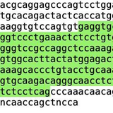 IgG sequencing of rat hybridoma