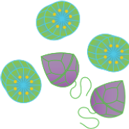 BeBOP Protocol Templates