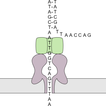 Sample collection, preparation, and sequencing protocols for developing metagenomic approaches in skin and wound microbiome analysis