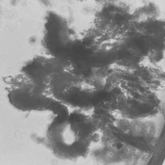 Generation of Stickleback intestinal organoid