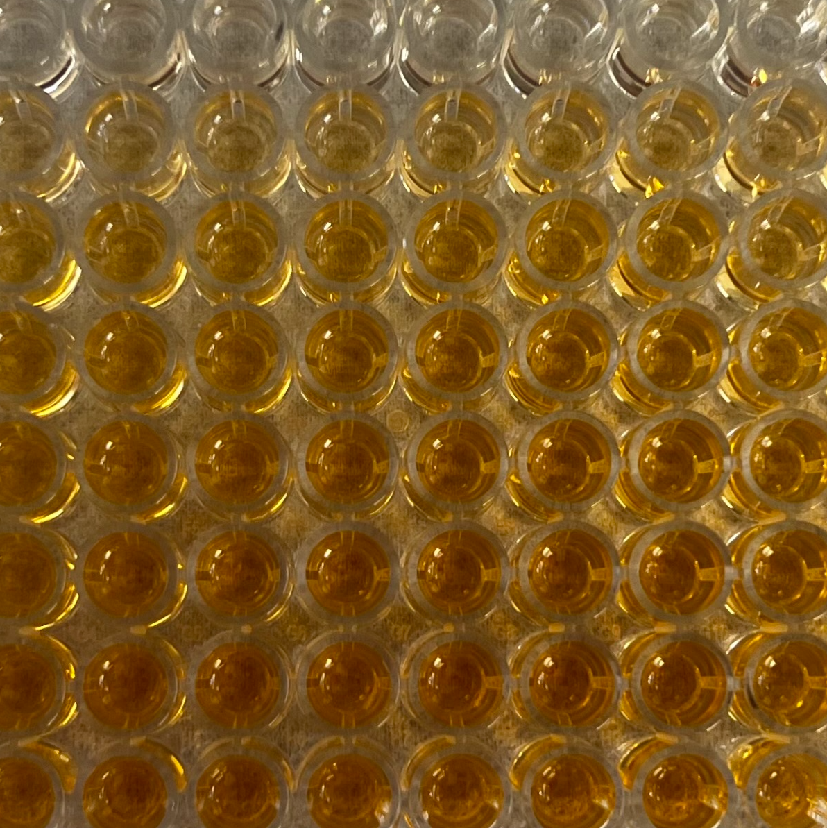 Total carbohydrate content for coral samples
