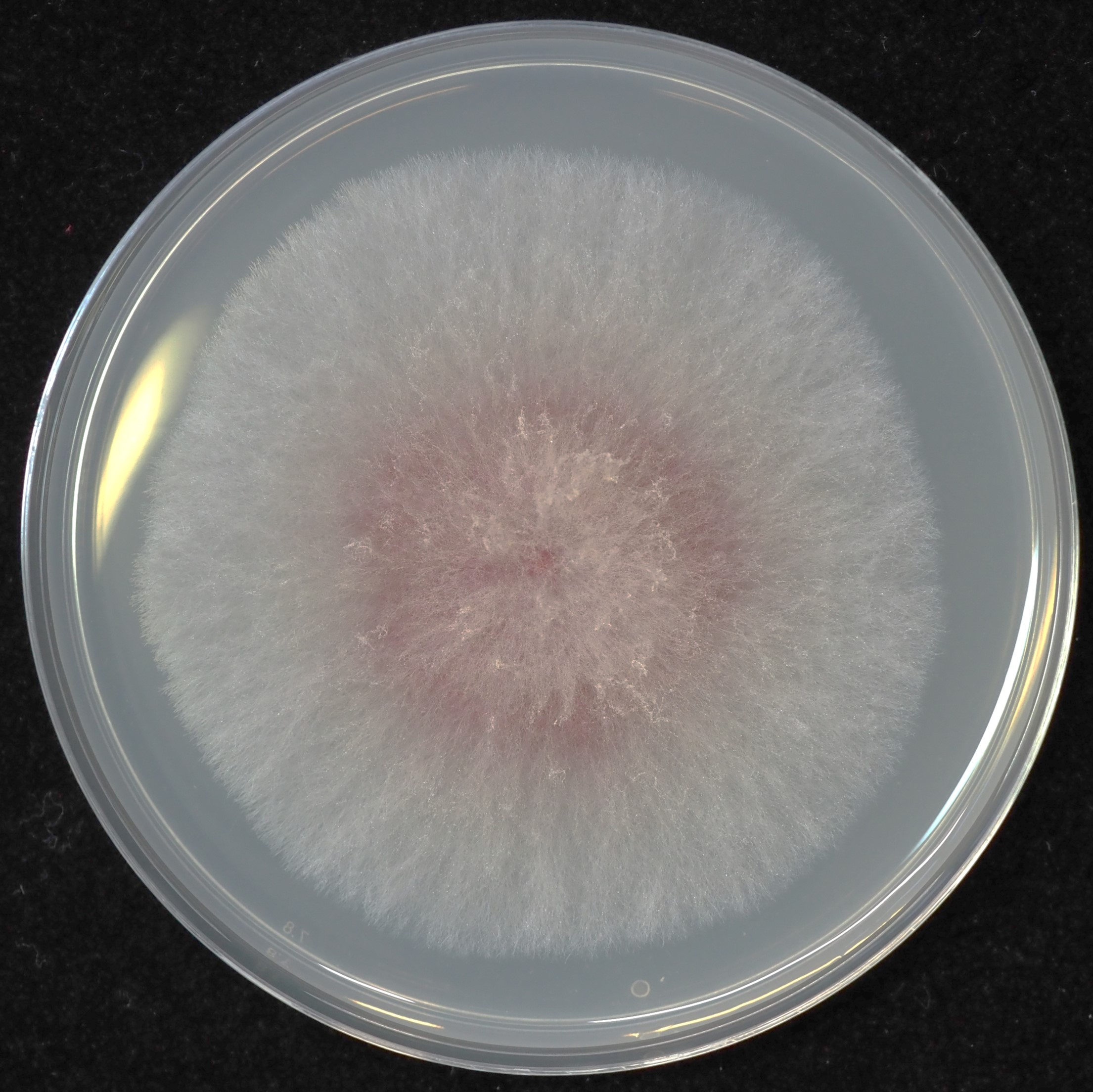 Leucine auxotrophy test of Fusarium graminearum strains