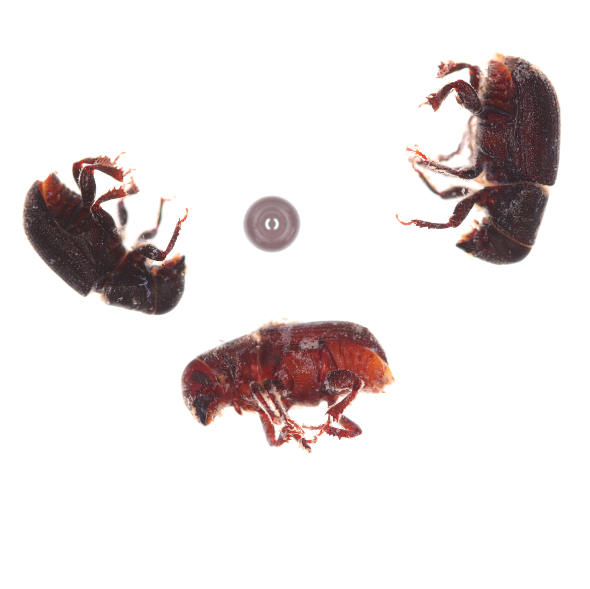 Bark and Ambrosia Beetle Macro Photography for an AI Training Dataset