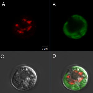 Prepare agarose pad for microscopy (2022 iGEM)