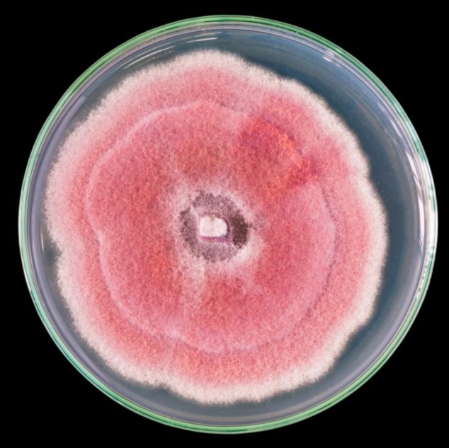 P5ARP/P10ARP Media Preparation
