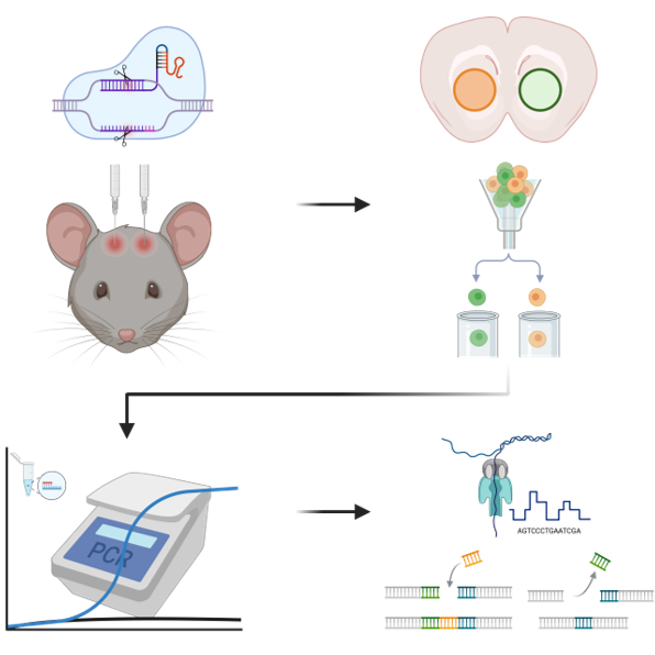 Determination of gRNA Efficiency In Vivo