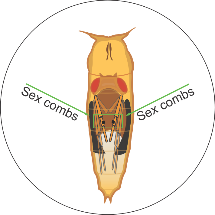 Establishing Drosophila melanogaster Crosses through the Sexing and Sorting of Pupae